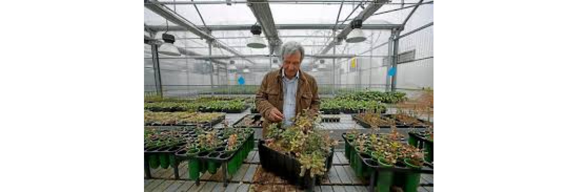 nuestros cultivos de trufas