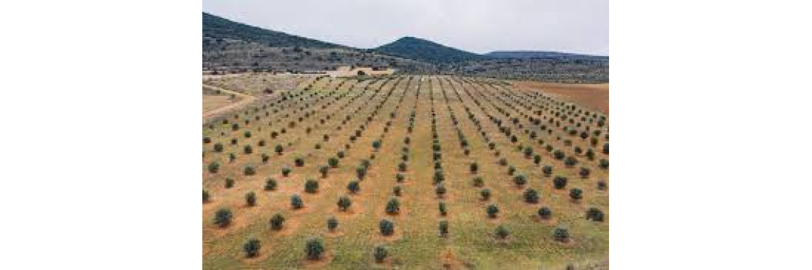 campos cultivado trufas negras