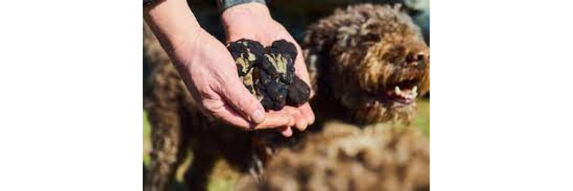 cosecha de truffas con perros