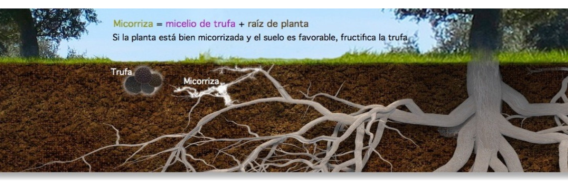 mapa subteraneo de las trufas negras