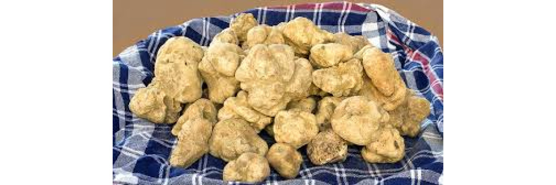 trufa blanca de venta al por mayor